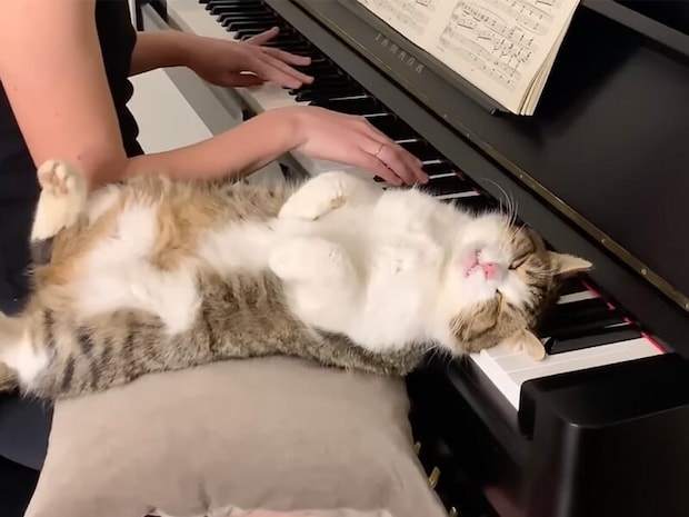 【特等席で爆睡中】ピアノの鍵盤を枕にする猫さん！ 優雅な演奏を子守唄に「へそ天」で眠る姿にほっこり