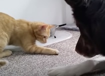 カリカリを友達の犬さんに分けてあげる優しい猫。でもそのゴハンは…