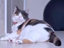 【見事なズコー！】おもちゃに夢中で勢い余った猫さん。お笑い芸人級のリアクションに思わずクスッ