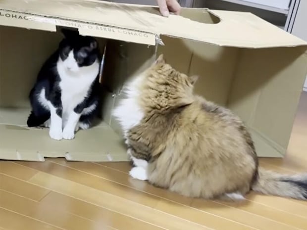 力作なのに! 手作り猫ハウスをスルーする猫さんたち、不憫すぎるお父さんとの温度差にクスッ