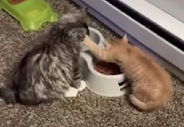 ぐぐっ!ゴハンを取られないように守りながら食事する子猫