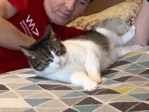 【究極の枕】寝付けない飼い主さんが猫さんを枕に？ 心地よさ100％の「本物の温もり」に癒やされる