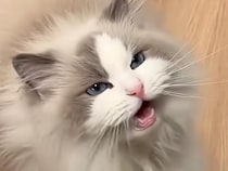 【おしゃべり上手】名前を呼ばれて完璧なお返事！飼い主さんを見つめて甘える猫さんにメロメロ