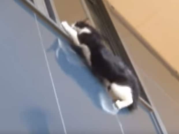 ヒヤヒヤするよ! アクション映画のように移動する猫さん。