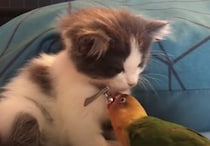 「もうちょっと… 寝かせて欲しいにゃ」ウトウトしている子猫の首元を狙うインコ