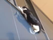 ヒヤヒヤするよ！ アクション映画のように移動する猫さん。