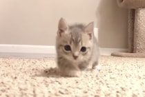 そろり、そろり… 歩き方がゆっくりすぎる子猫さん。