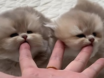 毛布からひょっこり！ 指をチュパチュパ吸う子猫さんの無邪気な姿に「可愛すぎる」の声が続出