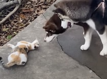 目の前でゴロンゴロン♪ 子犬をからかうのが上手な猫さん