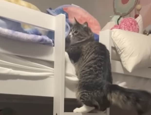 女の子と一緒に寝たい猫、二段ベッドによいしょっ！