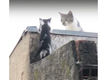 子猫「置いていかにゃいで！」 頑張りを見守る母猫との絆にほっこり。