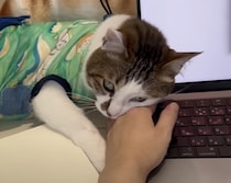 「邪魔はしてないよ？」 ギリギリのラインを攻めてくるのが上手な猫さん