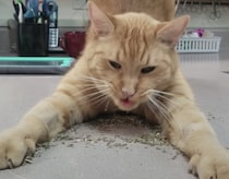 キャットニップを独り占めしたい猫。両手を広げて「誰にもあげにゃい！」