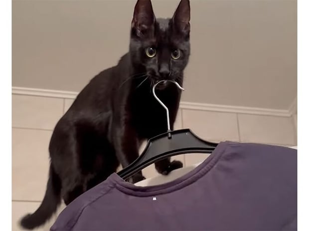 「今日はこれ着て行く?」服を差し出してくれる猫さん、優しさかと思ったら…