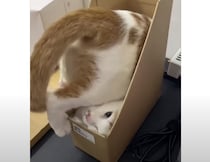 猫「狭っ！だからこそ入りたい！」どうしても箱が諦めきれない。