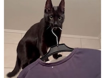 「今日はこれ着て行く？」服を差し出してくれる猫さん、優しさかと思ったら…