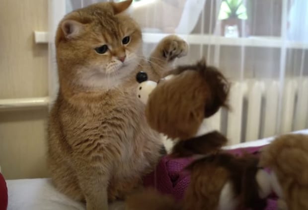 「しつこいにゃ〜！」操り人形に絡まれる猫さん。