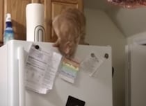 ぺたぺた貼りすぎ！冷蔵庫のマグネットが気になって仕方がない猫。