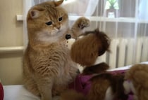 「しつこいにゃ〜！」操り人形に絡まれる猫さん。