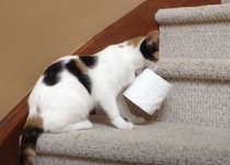 2階のトイレットペーパー補充しなきゃ…、器用に運んでくれる猫さん。