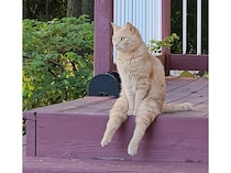 階段に座って足をブラブラしている猫、ポーズが人間みたい(笑)