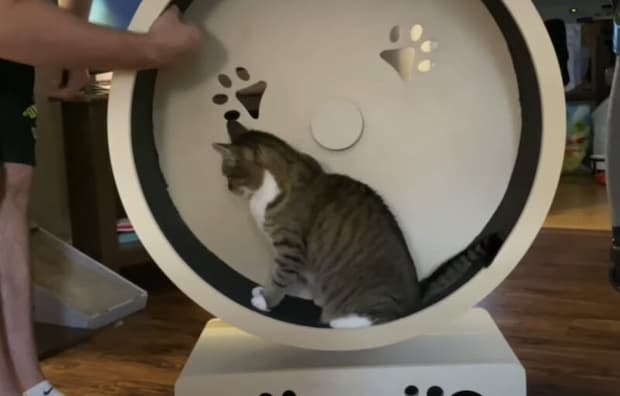 猫用の回し車を購入! ダイエット目的なのに「ごほうび」が多すぎて…