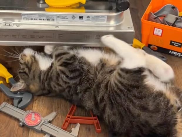 「次の道具をくれニャ」飼い主さんと連携して修理作業? 食洗機が大好きな猫さんの頼もしすぎる仕事ぶり