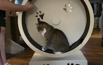 猫用の回し車を購入！ ダイエット目的なのに「ごほうび」が多すぎて…