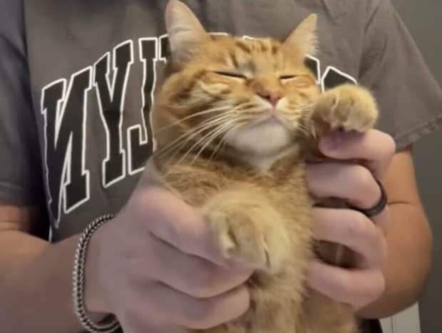 ずん、ずん♪  無表情でおどる猫がじわじわくる可愛さ…♡