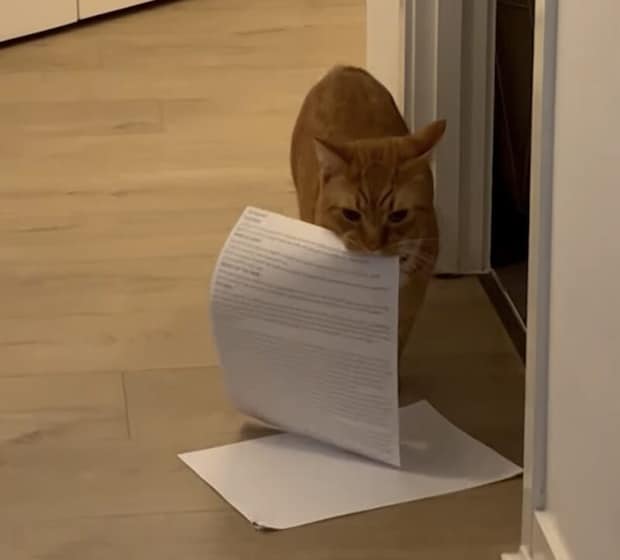 絶対に届けなきゃ！ お仕事を頑張る猫さん