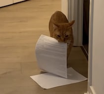 絶対に届けなきゃ！ お仕事を頑張る猫さん