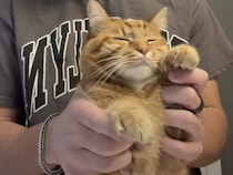 ずん、ずん♪  無表情でおどる猫がじわじわくる可愛さ…♡