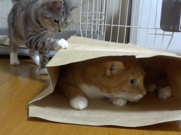 【袋叩き状態?】紙袋の中でくつろぐ姉猫さんを急襲! 遊びたくて必死な子猫さんの連続パンチ