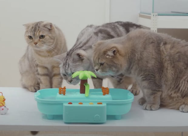 猫が好きそうなおもちゃなのに… 3匹の猫ちゃんの反応は？