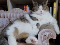 「今週もつかれたニャ…」爪研ぎソファでとろけるように眠る猫さん