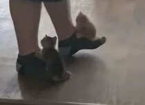 飼い主さんに乗ってお散歩？ 可愛すぎる子猫の遊び！
