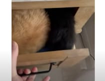 引き出しを開けたら… 可愛いニャンが詰まってた♡