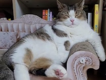 「今週もつかれたニャ…」爪研ぎソファでとろけるように眠る猫さん