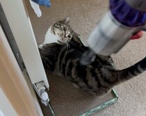 意外なものが大好きな猫さん、換毛期のお手入れはこれで！