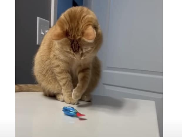 猫のお気に入りおもちゃが壊れた！ 飼い主が直そうとしてみると？