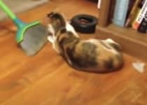 全然そうじが進まないっ！ 猫さんの可愛い家事妨害