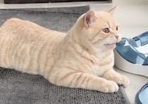 「カカカッ！」って鳴けない！ 子猫のクラッキングの声が可愛すぎる♡