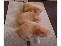 子猫たちのハイハイ練習！よちよち歩く姿が可愛い