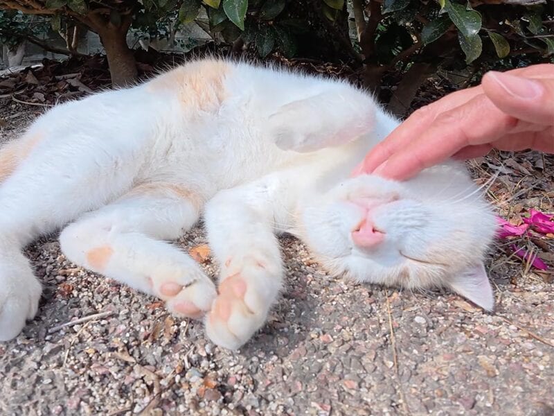 そこはくすぐったいニャ！」植え込みの影でお休み中の猫さん。全力の