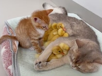 アヒルの赤ちゃんが猫さんをママと勘違い？ みんなで寄り添って眠る姿が天使すぎる