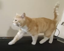 室内猫だけどしっかり運動！ 飼い主とトレーニングに励む！