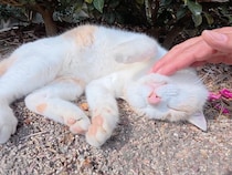 「そこはくすぐったいニャ！」植え込みの影でお休み中の猫さん。全力の（？）甘噛み反撃にほっこり