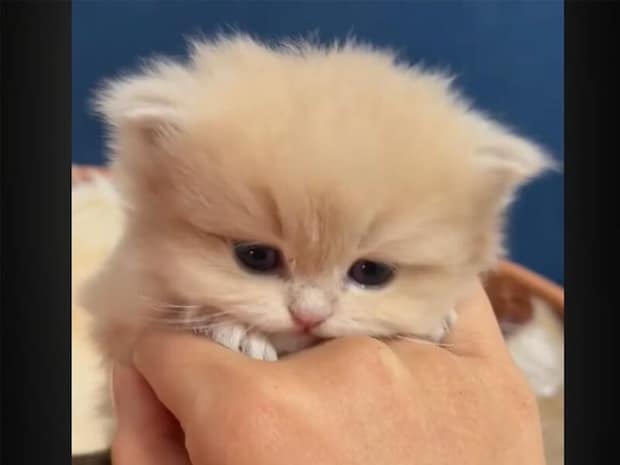 手のひらサイズの子猫さんたちが「みゃあ！」 元気いっぱいの成長記録