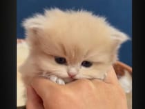 手のひらサイズの子猫さんたちが「みゃあ！」 元気いっぱいの成長記録