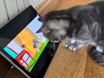 追いかけっこに反応して体が動いちゃう！アニメに夢中な猫さんのワクワクした反応が可愛い